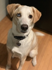 Australian Shepherd-Beagle Mix Dogs for adoption in Pawtucket, RI, USA