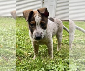 Mutt Dogs for adoption in Lakemont, GA, USA