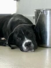 Mutt Dogs for adoption in Bradenton, FL, USA