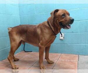 Rottweiler-Unknown Mix Dogs for adoption in Downey, CA, USA