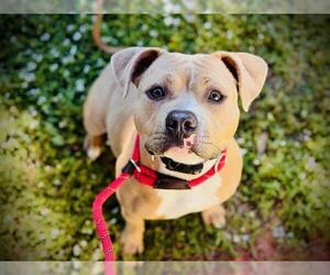 Mutt Dogs for adoption in Orlando, FL, USA