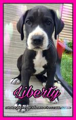 Great Dane Dogs for adoption in Blaine, MN, USA