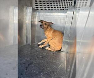 Labrador Retriever Dogs for adoption in Woodland, CA, USA