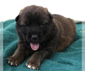 Mutt Dogs for adoption in Thief River Falls, MN, USA