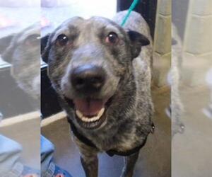 Mutt Dogs for adoption in Tulsa, OK, USA