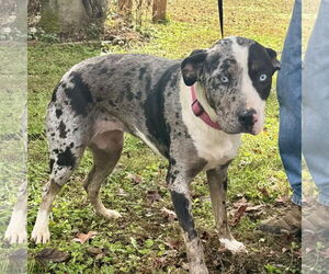 Catahoula Leopard Dog-Unknown Mix Dogs for adoption in Sparta, TN, USA