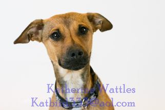 Mutt Dogs for adoption in Oxford, MI, USA