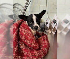 Mutt Dogs for adoption in Stockton, CA, USA