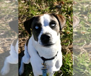 Mutt Dogs for adoption in DuQuoin, IL, USA