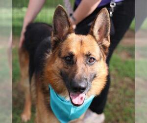 Medium Photo #1 German Shepherd Dog Puppy For Sale in San Antonio, TX, USA