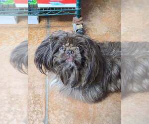 Shih Tzu Dogs for adoption in Bolivar, MO, USA