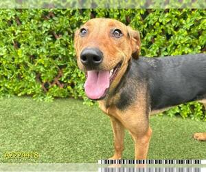 Beauceron-Unknown Mix Dogs for adoption in West Palm Beach, FL, USA