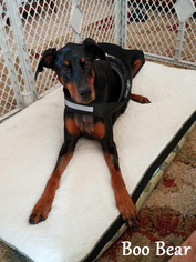 Doberman Pinscher Dogs for adoption in Norfolk, VA, USA