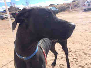 Great Dane Dogs for adoption in Santa Fe, NM, USA