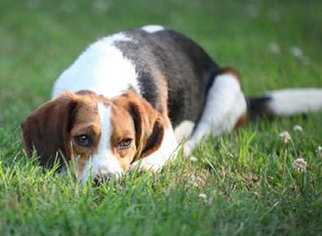 Beagle Dogs for adoption in Grayson, KY, USA