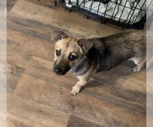 Mutt Dogs for adoption in Evansville, IN, USA