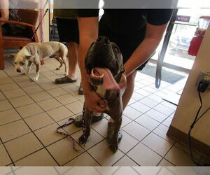 American Pit Bull Terrier-Unknown Mix Dogs for adoption in Ocala, FL, USA