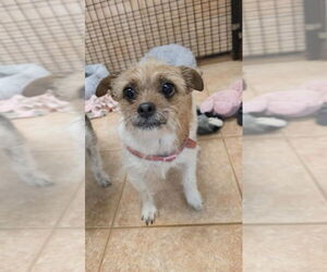 Mutt Dogs for adoption in Osgood, IN, USA