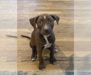 Mutt Dogs for adoption in Candler, NC, USA