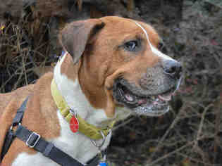 Bullypit Dogs for adoption in Pittsburgh, PA, USA