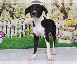 Border Collie-Unknown Mix Dogs for adoption in Oroville, CA, USA