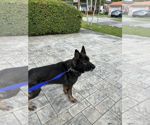 German Shepherd Dog Dogs for adoption in Plantation, FL, USA