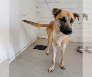 Mutt Dogs for adoption in San Bernardino, CA, USA