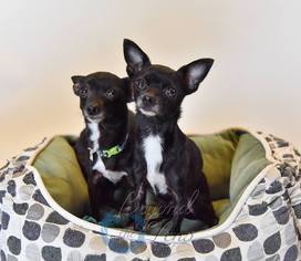 Chihuahua Dogs for adoption in Oxford, MI, USA