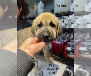 Mastiff Dogs for adoption in Studio City, CA, USA