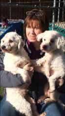 Cavachon Dogs for adoption in Crownsville, MD, USA