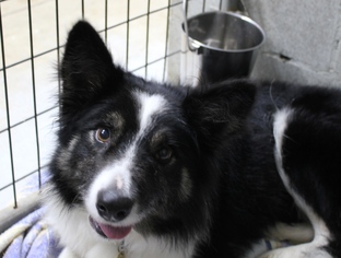 Border Collie Dogs for adoption in Priest River, ID, USA