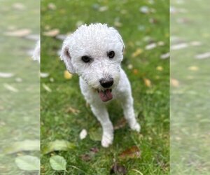 Poodle (Miniature)-Unknown Mix Dogs for adoption in Bellingham, WA, USA