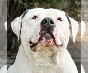 Bulldog Dogs for adoption in Albuquerque, NM, USA