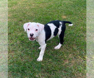 Mutt Dogs for adoption in Holly Springs, NC, USA