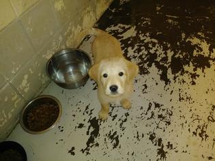 Labrador Retriever-Unknown Mix Dogs for adoption in Roanoke, TX, USA