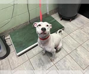 American Bulldog-Unknown Mix Dogs for adoption in Grand Prairie, TX, USA