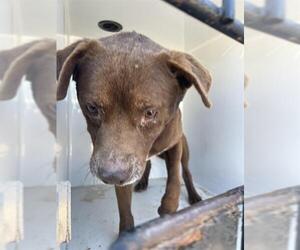 Labrador Retriever-Unknown Mix Dogs for adoption in Houston, TX, USA