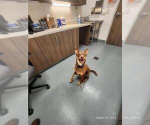 - Mix Dogs for adoption in Baytown, TX, USA