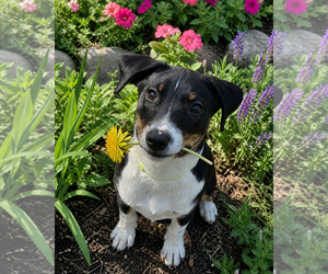 Borador Dogs for adoption in Mt. Laurel, NJ, USA