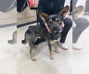 German Shepherd Dog-Unknown Mix Dogs for adoption in Conroe, TX, USA