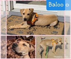 Black and Tan Coonhound-Labrador Retriever-Labrador Retriever Mix Dogs for adoption in toms river, NJ, USA