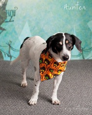 Jack Russell Terrier Dogs for adoption in Chandler, AZ, USA