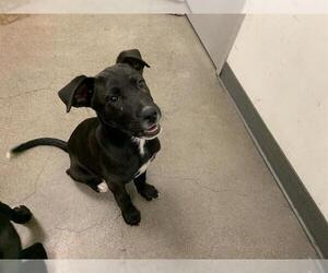 Shepradors Dogs for adoption in Berkeley , CA, USA