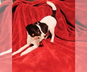 Rat Terrier Dogs for adoption in Mukwonago, WI, USA