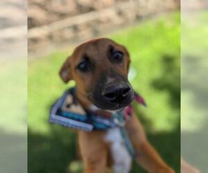 Doberman Pinscher-Unknown Mix Dogs for adoption in Tulsa, OK, USA