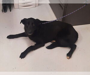 Shollie Dogs for adoption in Mt. Gilead, OH, USA