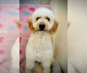 Goldendoodle Dogs for adoption in Pacolet, SC, USA