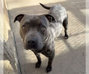 American Pit Bull Terrier Dogs for adoption in Aurora, IL, USA