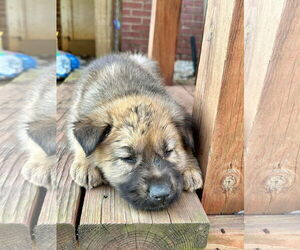 Unknown-Welsh Corgi Mix Dogs for adoption in Kannapolis, NC, USA