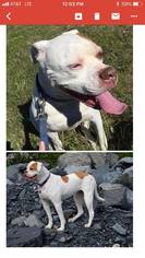 American Bulldog Dogs for adoption in Anchorage, AK, USA